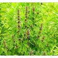 Buah Motherwort Berkualitas Alami